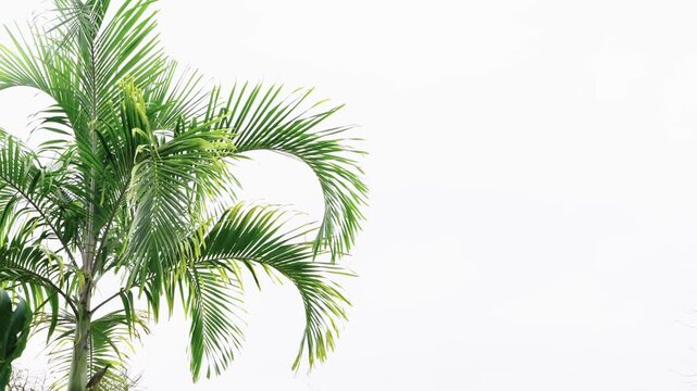 Green palm tree leaves against a bright white sky. Minimalist tropical background with copy space. High-key photography of palm fronds in bright daylight. Clean summer and vacation concept.