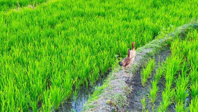 Free Range Chickens Walking on Rice Paddy Path, Green Field Background with Copy Space