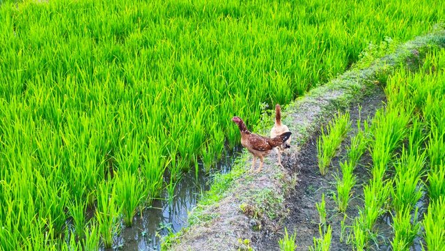 Free Range Chickens Walking on Rice Paddy Path, Green Field Background with Copy Space