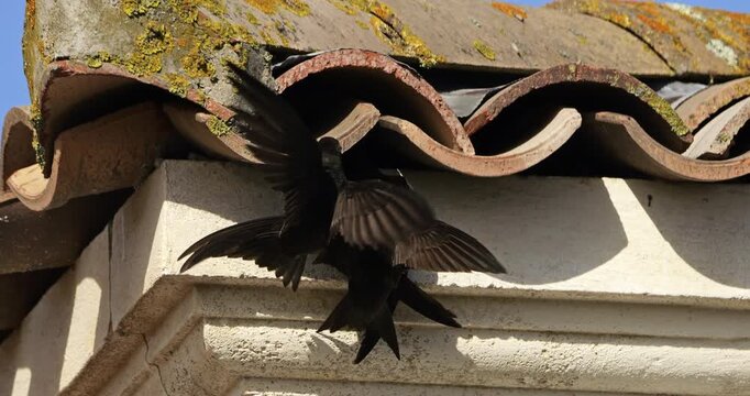 Common swifts,  (Apus apus), coming back to the nest under tiled roof. France.