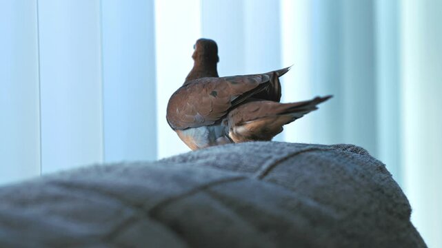 Mourning dove perched on sofa back looking around showing attentive bird behavior in a comfortable indoor environment
