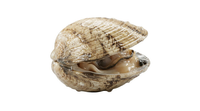 A natural clam shell partially open displaying the soft, wet interior and textured ridged exterior.