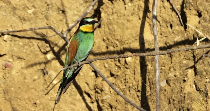 One European bee eater (Merops apiaster), perched on branches. The Camargue, Southern France.