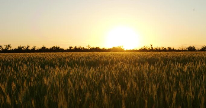 Golden wheat field at sunset. Vibrant sun sets over endless grains. Nature's beauty captivates viewers. Peaceful atmosphere inspires relaxation and tranquility.