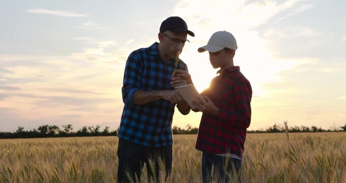 Farmer father teaches son to combine wheat inspection with digital tools in golden field at sunset. Family farming encourages practical learning, agricultural education and modern farming skills.