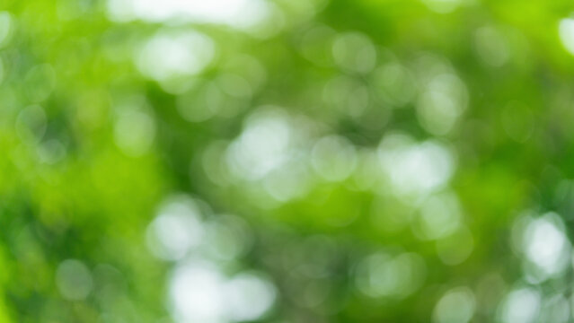 sustainability environment concept. Nature background concept featuring soft green bokeh with blurred foliage, freshness, ecology, natural light, organic lifestyle and a clean, eco friendly future.