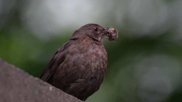 Common Blackbird (Turdus merula) female holding a bunch of earthworms in its beak, feeding, portrait against green natural background.	