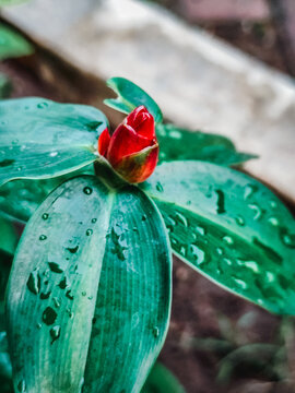 Red costus ginger flower bud with fresh raindrops on green tropical leaves
