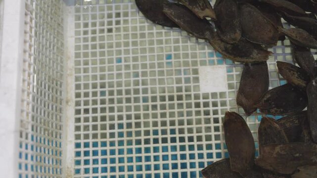 Multiple Breeding Cat Shark Eggs In a basket