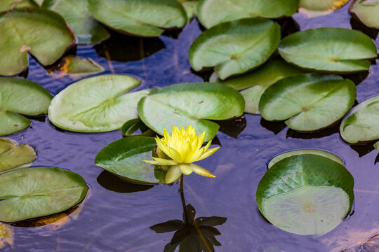 Yellow water lilies blooming in the pond and the ecosystem of floating-leaved aquatic plants