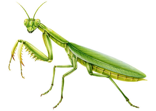 Green Praying Mantis Watercolor Painting with Folded Raptorial Legs and Leaf Wings Isolated on Background