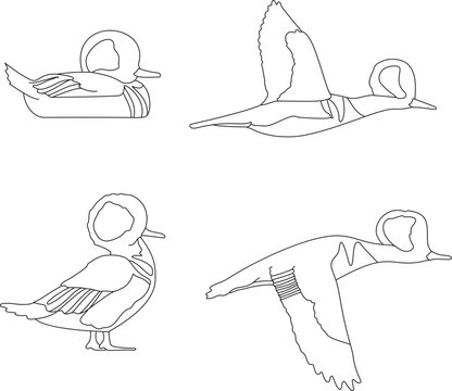 Hooded Merganser Ducks Different Poses Line Art Vector