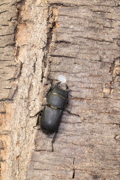 adult male lesser stag beetle (Dorcus parallelipipedus) is a xylobiont beetle, found in Havelland, Brandenburg in Germany