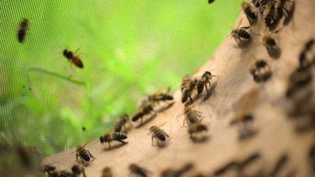 The departure of a new family with a queen bee