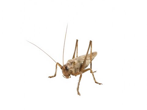 Anatomically correct grasshopper isolated on white background. Generative AI