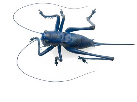 Anatomically correct grasshopper isolated on white background. Generative AI
