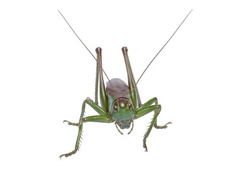 Anatomically correct grasshopper isolated on white background. Generative AI