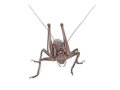 Anatomically correct grasshopper isolated on white background. Generative AI