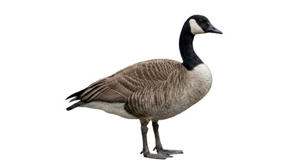 Fototapeta premium Canada Goose Standing Isolated on White Background