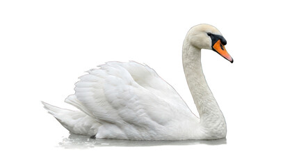 Fototapeta premium Elegant White Swan Swimming on Calm Water