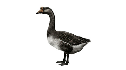 Full body studio portrait of a grey goose © Azra
