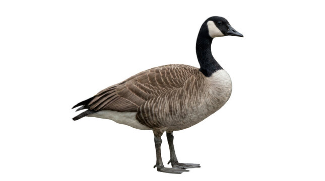 Canada Goose Standing Isolated on White Background