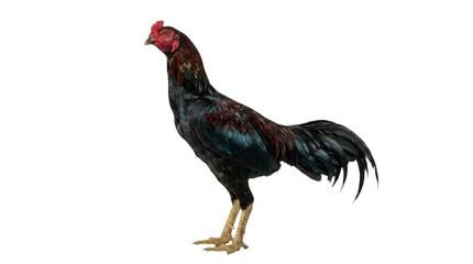 Full Body Shot of a Beautiful Black Gamecock Rooster © Azra
