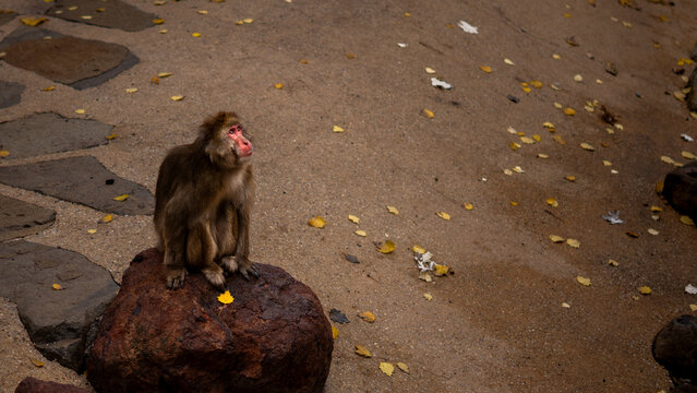 Monkey Sitting on a Rock