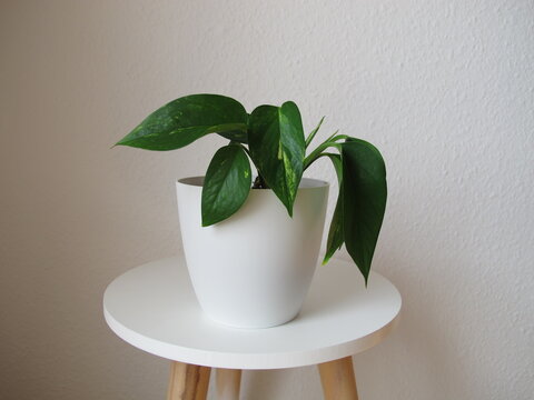 A golden pothos houseplant grown from a cutting on a stool