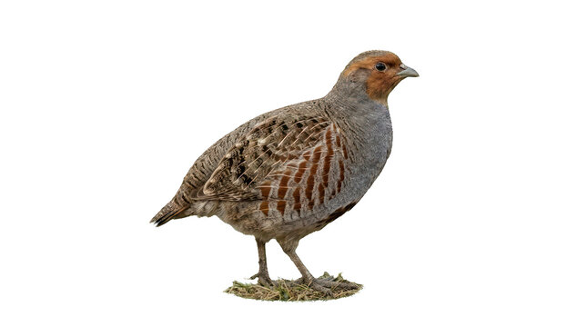 Grey Partridge Standing Isolated on Black Background