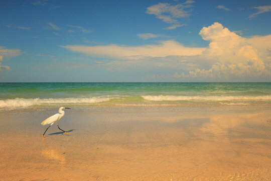 White egret scurries along a sandy beach shore