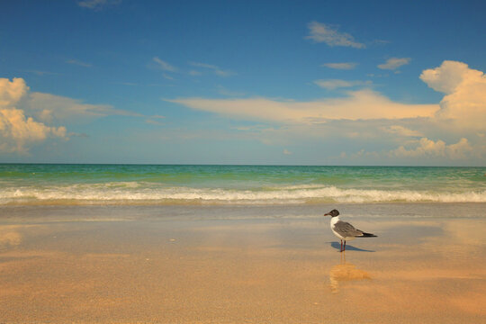 A lone seagull on a tranquil sandy beach