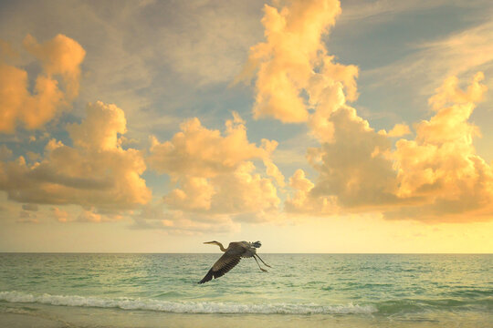 Great blue heron flying over ocean waves at sunset