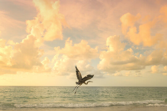 Great blue heron flies over the sea at sunset