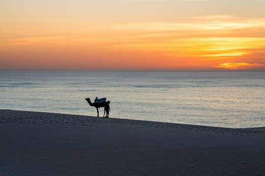 Dromedary standing on Timlaline sand dune at sunset in Morocco