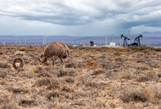 Darwin's rhea graze with pumpjacks