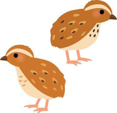 ウズラのオスとメス