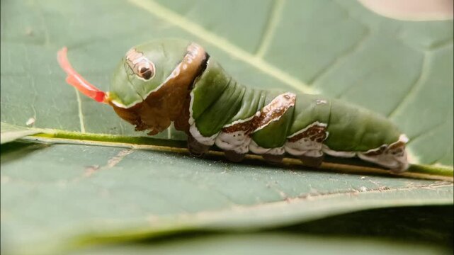 Side profile macro of a Common Mormon butterfly caterpillar extending red osmeterium organ when disturbed. Lepidoptera species, scientifically named Papilio polytes, belongs to Papilionidae family.