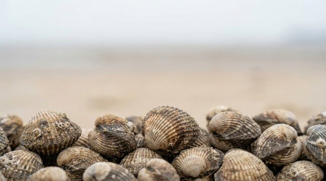 A close-up view of numerous cockle shells piled together on a sandy surface with a blurred natural background.