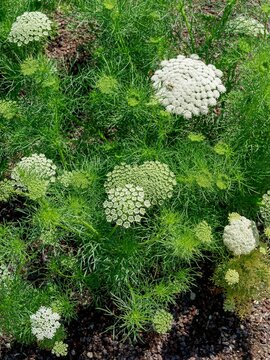 Toothpick-plant (Visnaga daucoides)  Large domes umbel with dense packed white flowers and finely divided foliage is attractive acting as ground cover plant 
