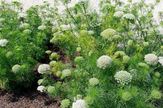 Visnaga daucoides  - Toothpick-Plant or Khella Baldi. Geometric floral beauty with fine dissected green foliage and domed white flowers heads cultivated in gardens as ornamental and medicinal plant
