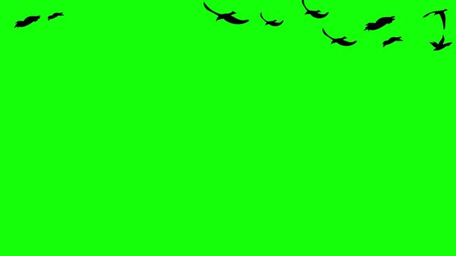 Birds flying across the top of the frame in a flock against a green screen background create a natural scene for composite editing.