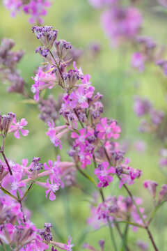 Inflorescence of sticky catchfly (Lychnis viscaria). Ideal for publications about wilflowers and botany.