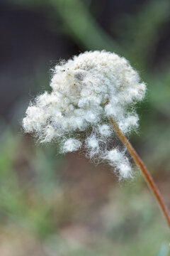 Characteristic, fluffy sead head of the snowdrop anemone (Anemone sylvestris). Ideal for botanical publications.