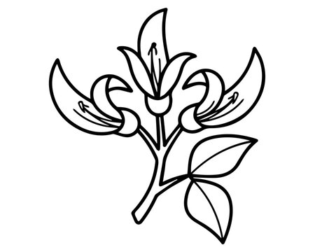 A simple black and white line art drawing of a kowhai flower branch isolated on a plain white background for design
