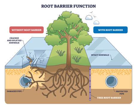 Root barrier function shown with a tree, roots, and barrier splitting outcomes, cracked sidewalk and damaged pipe versus intact walkway and protected pipe, explaining prevention. Outline diagram