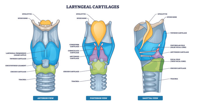 Laryngeal cartilages diagram showing the voice box structure across anterior, posterior, and sagittal views, key parts include epiglottis, thyroid cartilage, and vocal cords. Outline diagram
