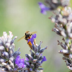Close-up of a fuzzy bumblebee collecting nectar © Ewald Fröch