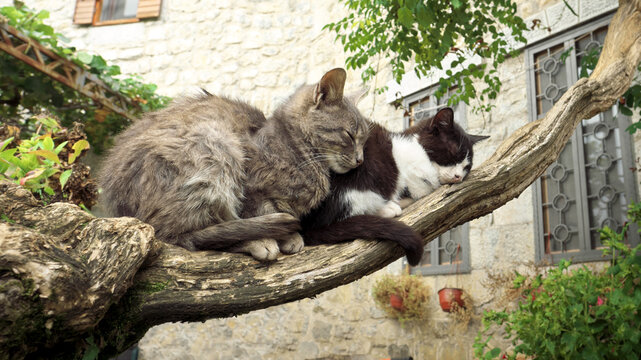 two cats dozing on the branch of a creeper on a cold October morning