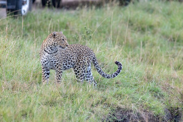 Leopard standing in tall grass and looking back over its shoulder. Masai Mara National Reserve Kenya. © TheStorygrapher